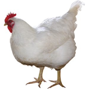 https://www.orai.kz/wp-content/uploads/2018/04/chicken-300x300.png