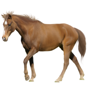 https://www.orai.kz/wp-content/uploads/2018/04/horse-300x300.png