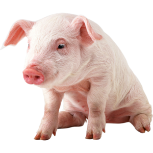 https://www.orai.kz/wp-content/uploads/2018/04/pig-300x300.png