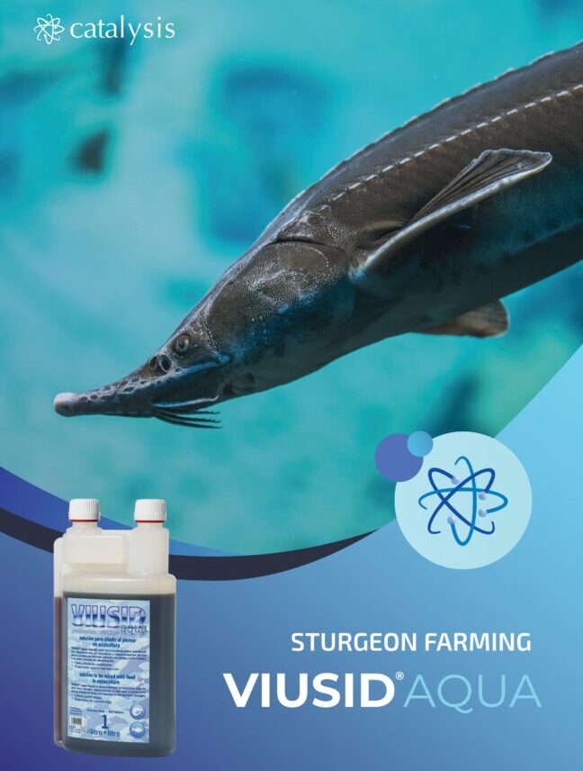 Sturgeon farming / Разведение осетровых: VIUSID Aqua